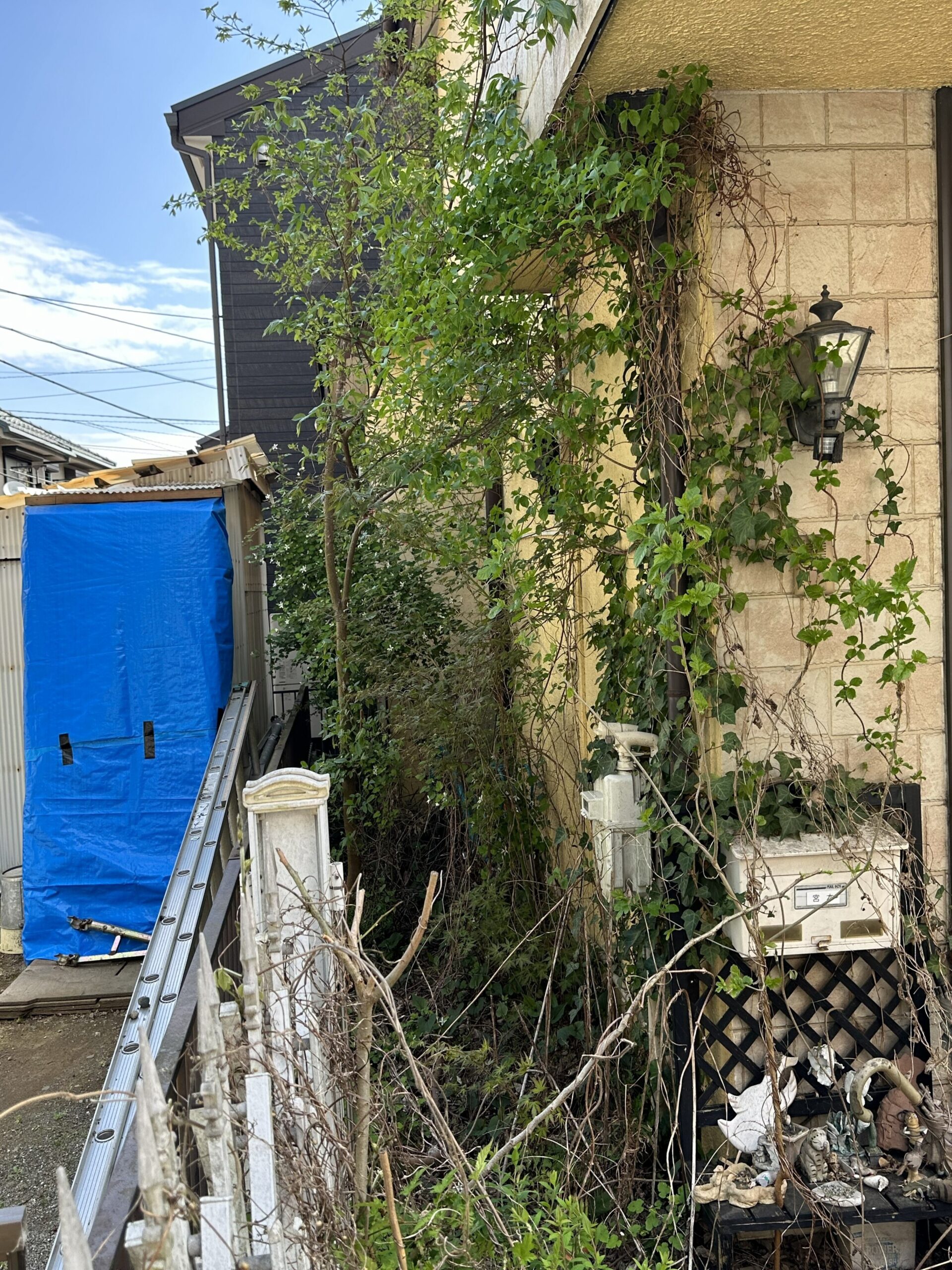 所沢市三ヶ島の庭木伐採前の様子 建物脇で枝葉が広がった庭木