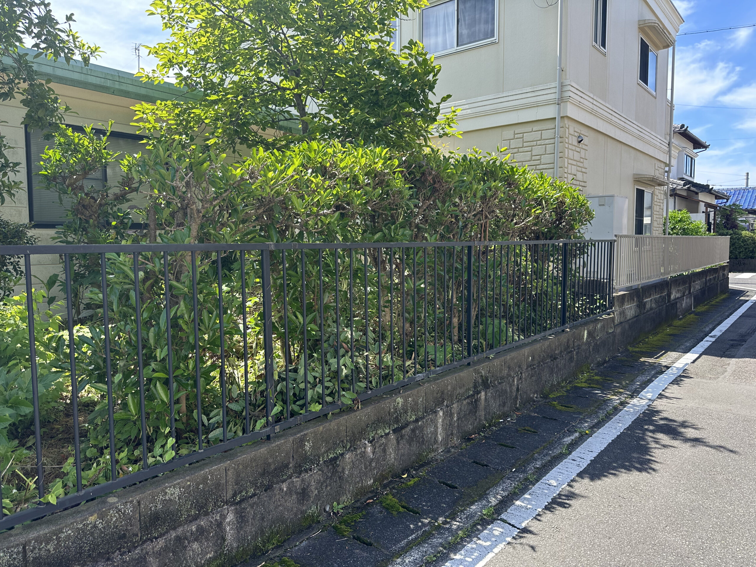 岡部の庭木伐採前の様子 道路沿いの植栽スペースで庭木と生垣が生い茂った施工前の様子態