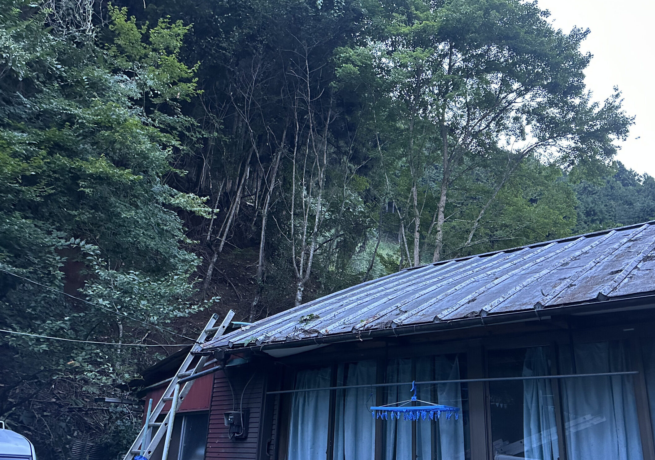 三室の庭木伐採後の様子 高木伐採により、屋根まわりの見通しと安全性が改善した状態