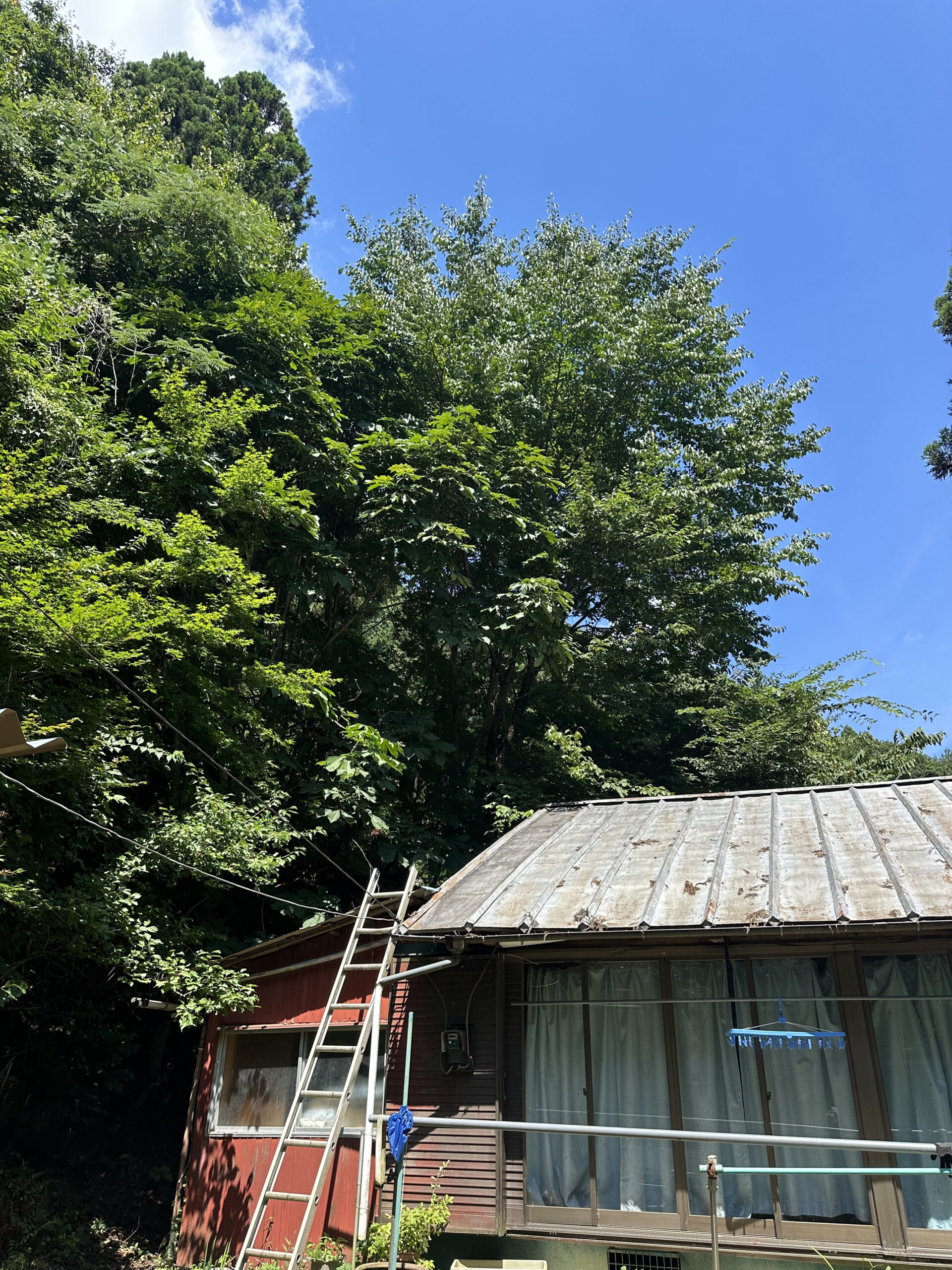 三室の庭木伐採前の様子 建物裏の斜面に高木が密集し、枝葉が屋根付近まで広がった状態