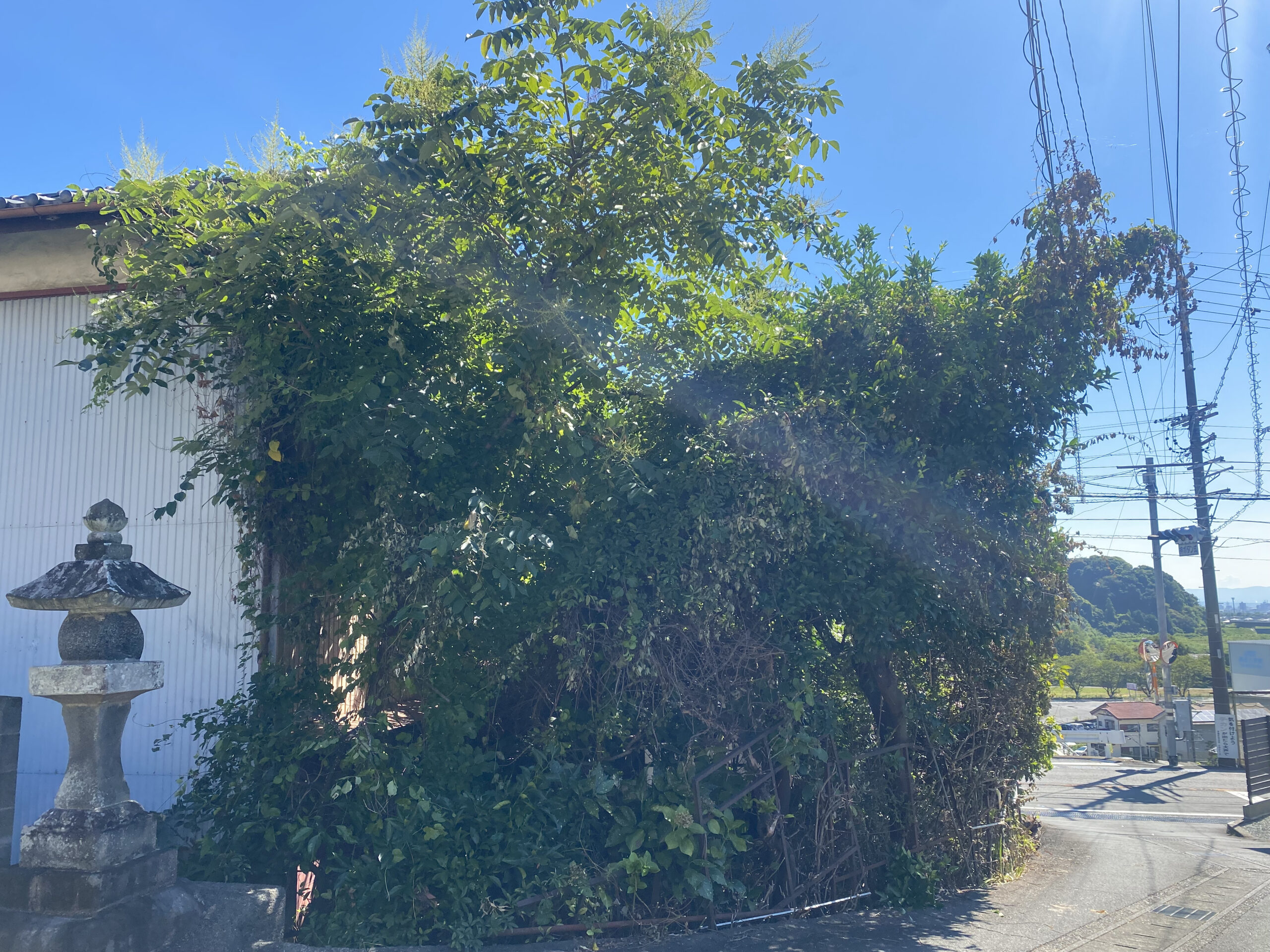 大谷口の庭木伐採前の様子 建物や道路側まで庭木とツル植物が生い茂り、見通しや管理が難しくなっている状態