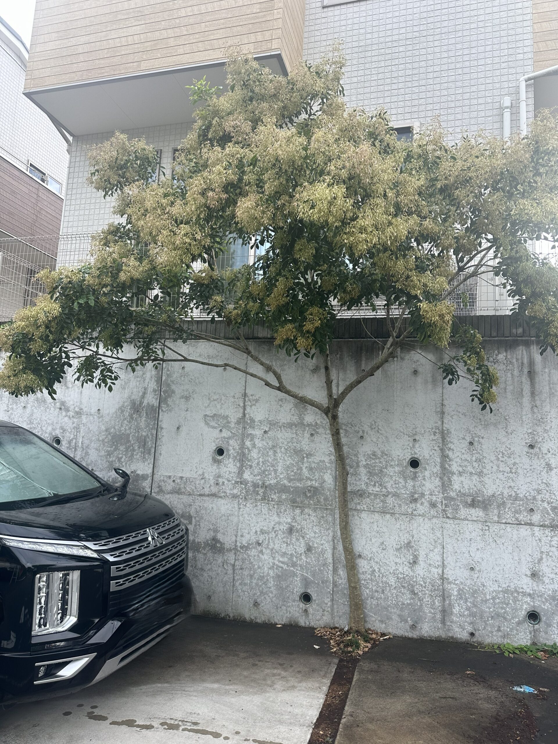 下南畑の庭木伐採前の様子 駐車場横でシマトネリコが大きく成長した状態