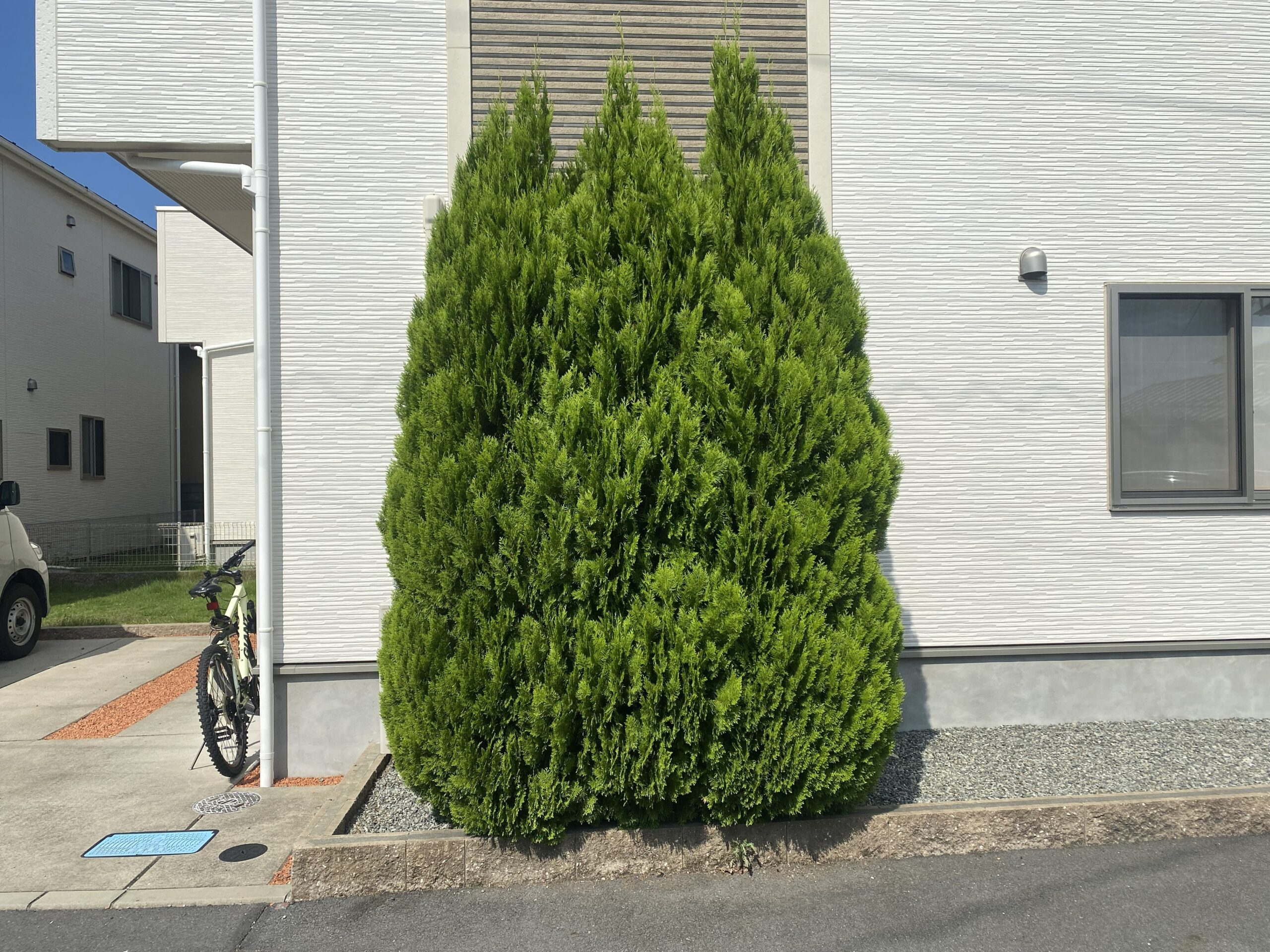 塚越の庭木伐採前 建物前で大きく育った庭木