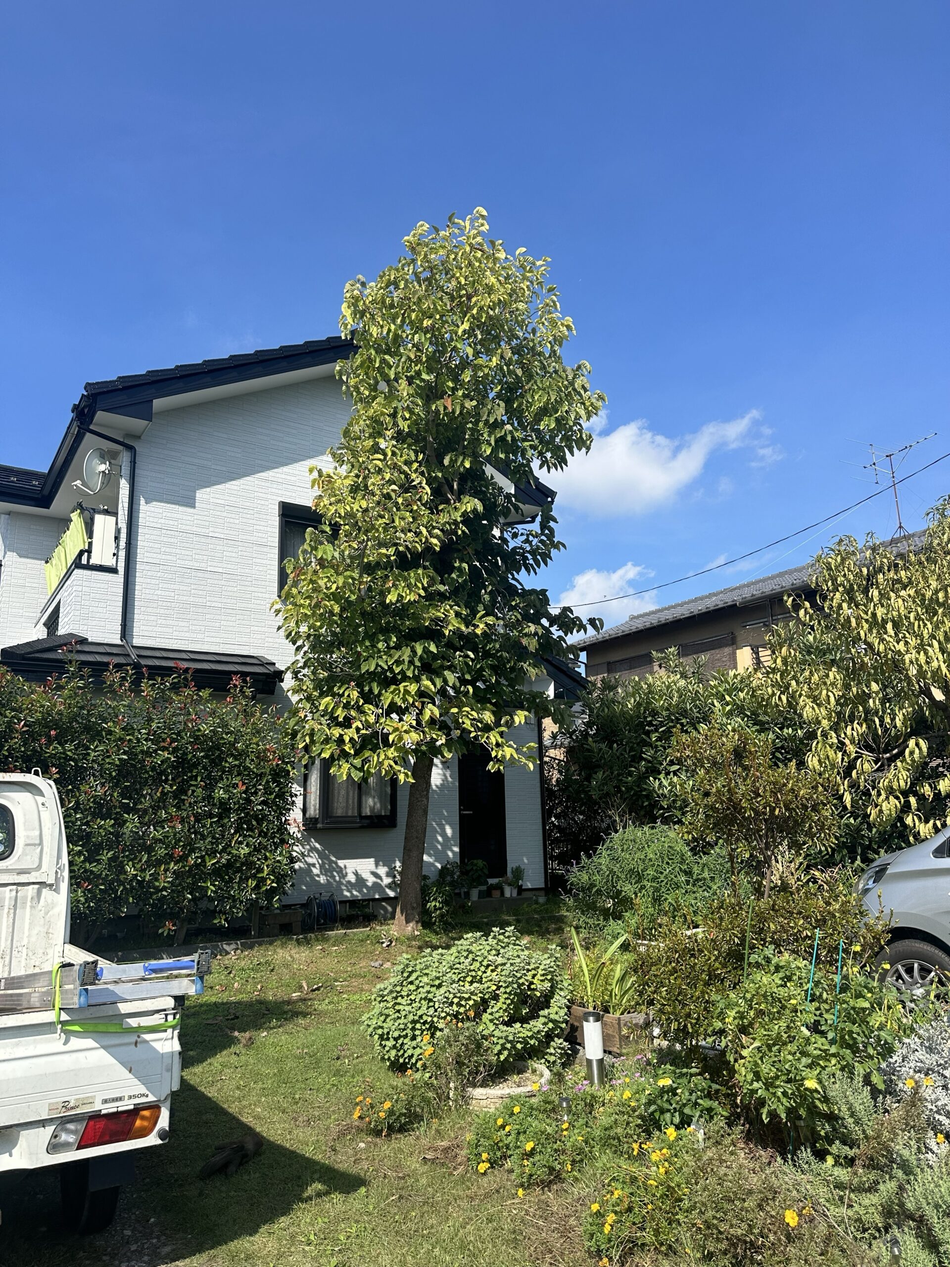 上高野の庭木伐採前 屋根付近まで成長したハナミズキ