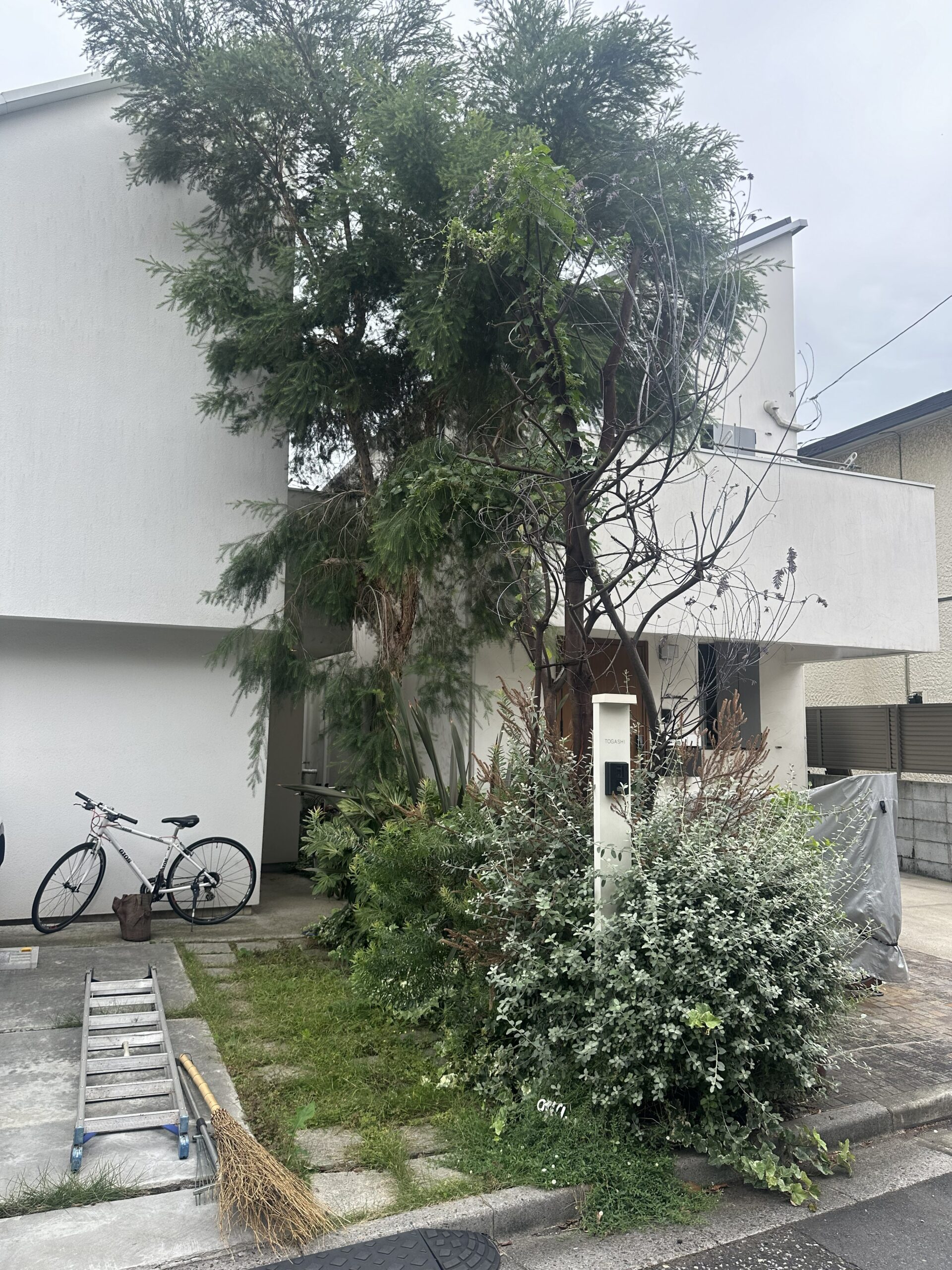 瀬ヶ崎の庭木伐採前 屋根付近まで成長した庭木
