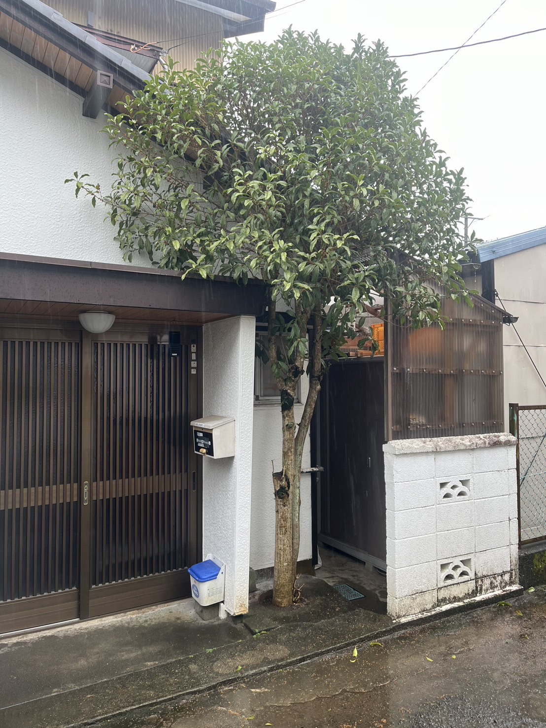 上内間木の庭木伐採前 建物の軒先付近まで成長した庭木
