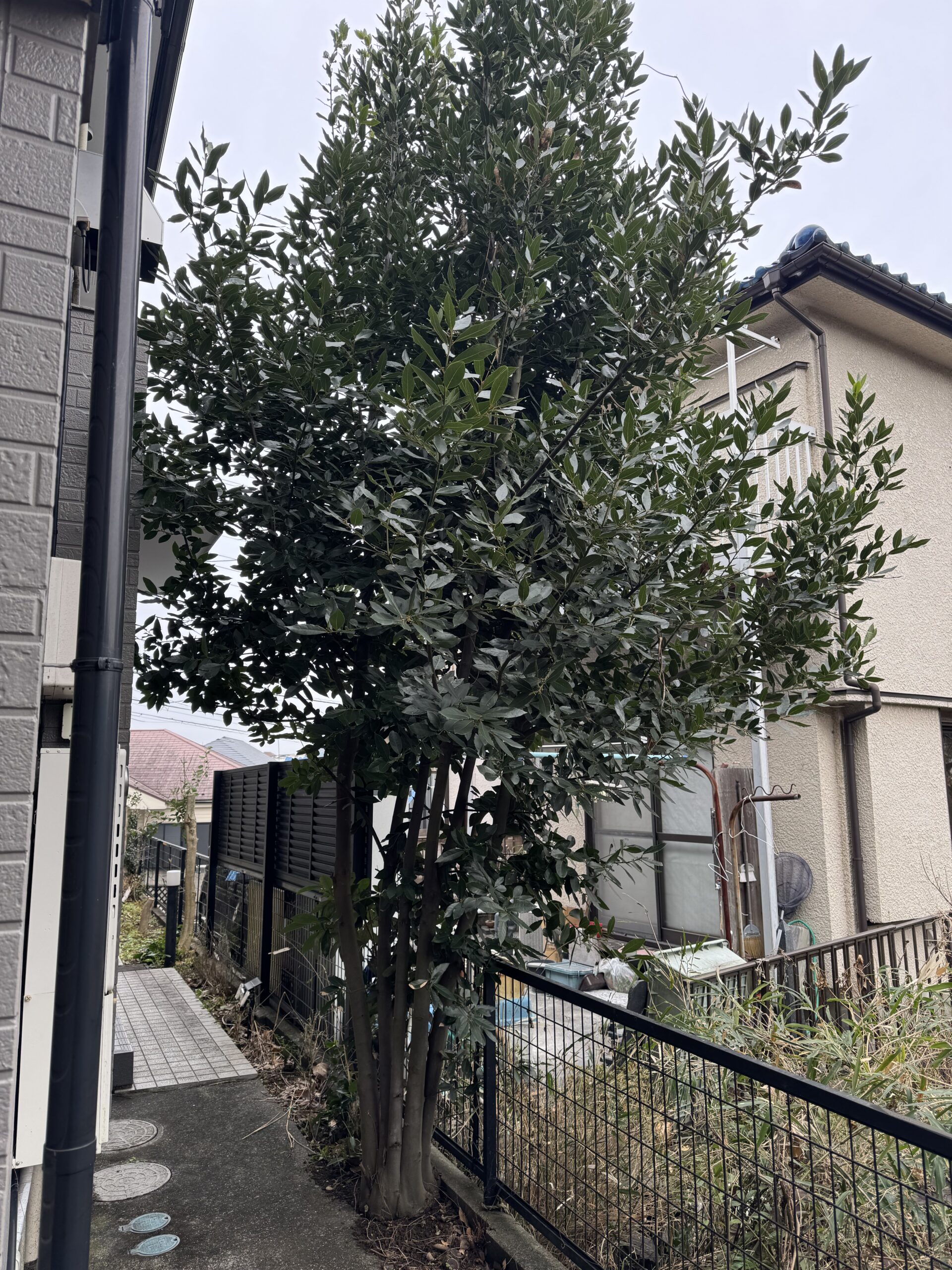 指扇の庭木伐採前 建物横の通路沿いで約3mまで成長した庭木