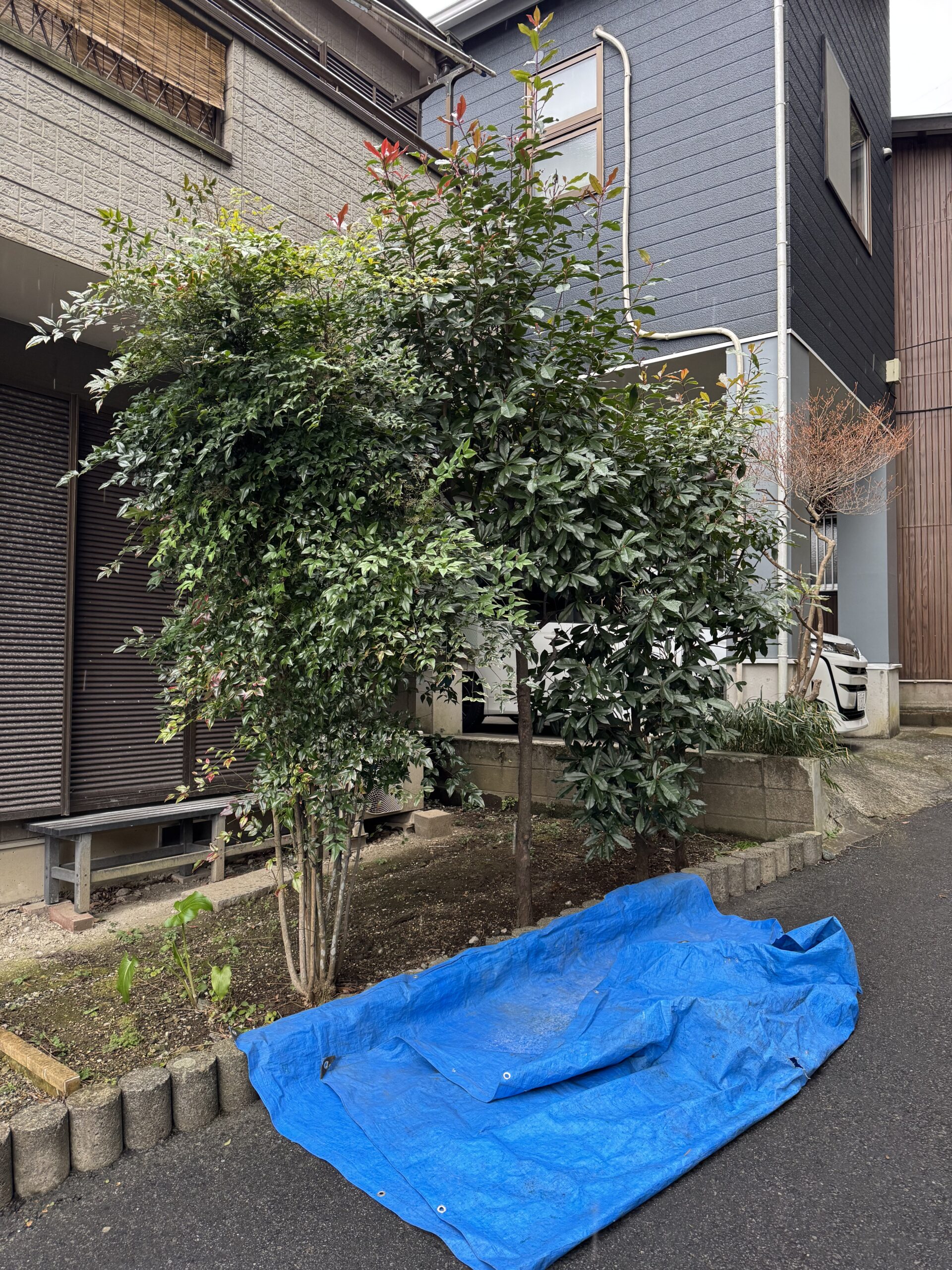 北区奈良町の庭木伐採前 住宅前の植栽スペースに枝葉が広がった状態