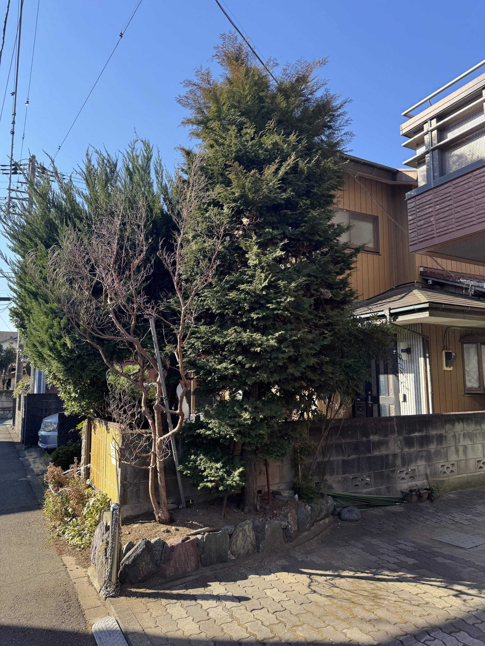 石橋の庭木伐採前の様子 住宅前で大きく育ち、建物や電線付近まで枝葉が広がった庭木