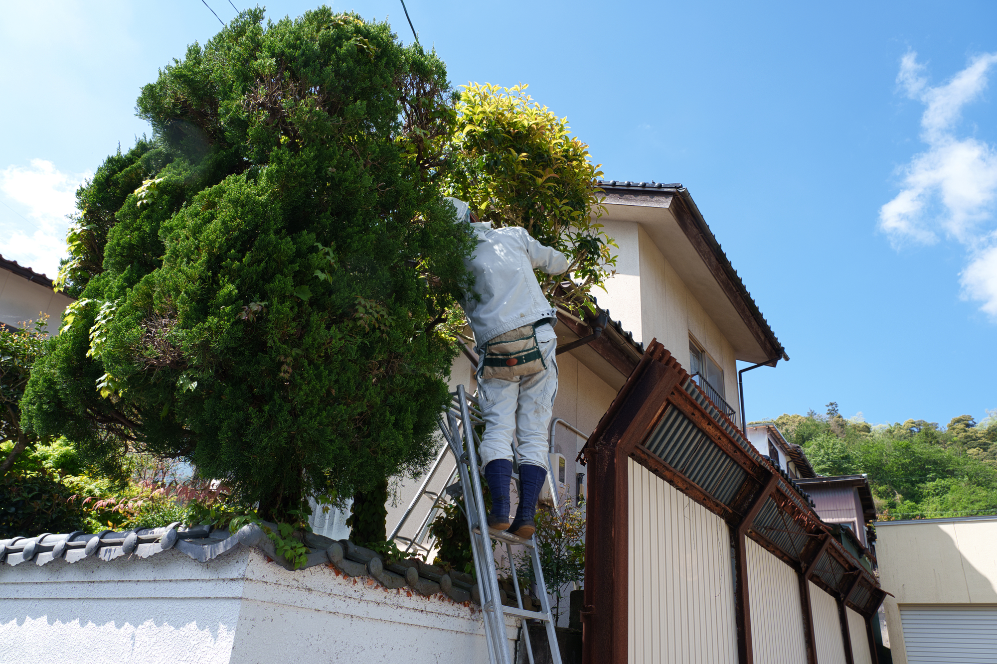 庭木の剪定・伐採・抜根の違いイメージ