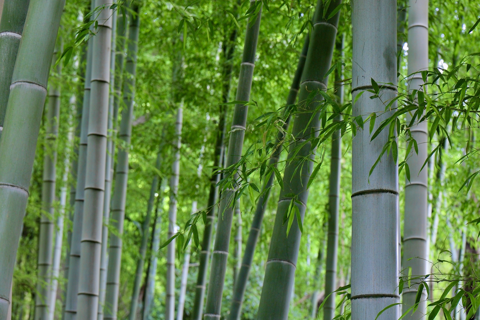 地下茎による広がりの特徴