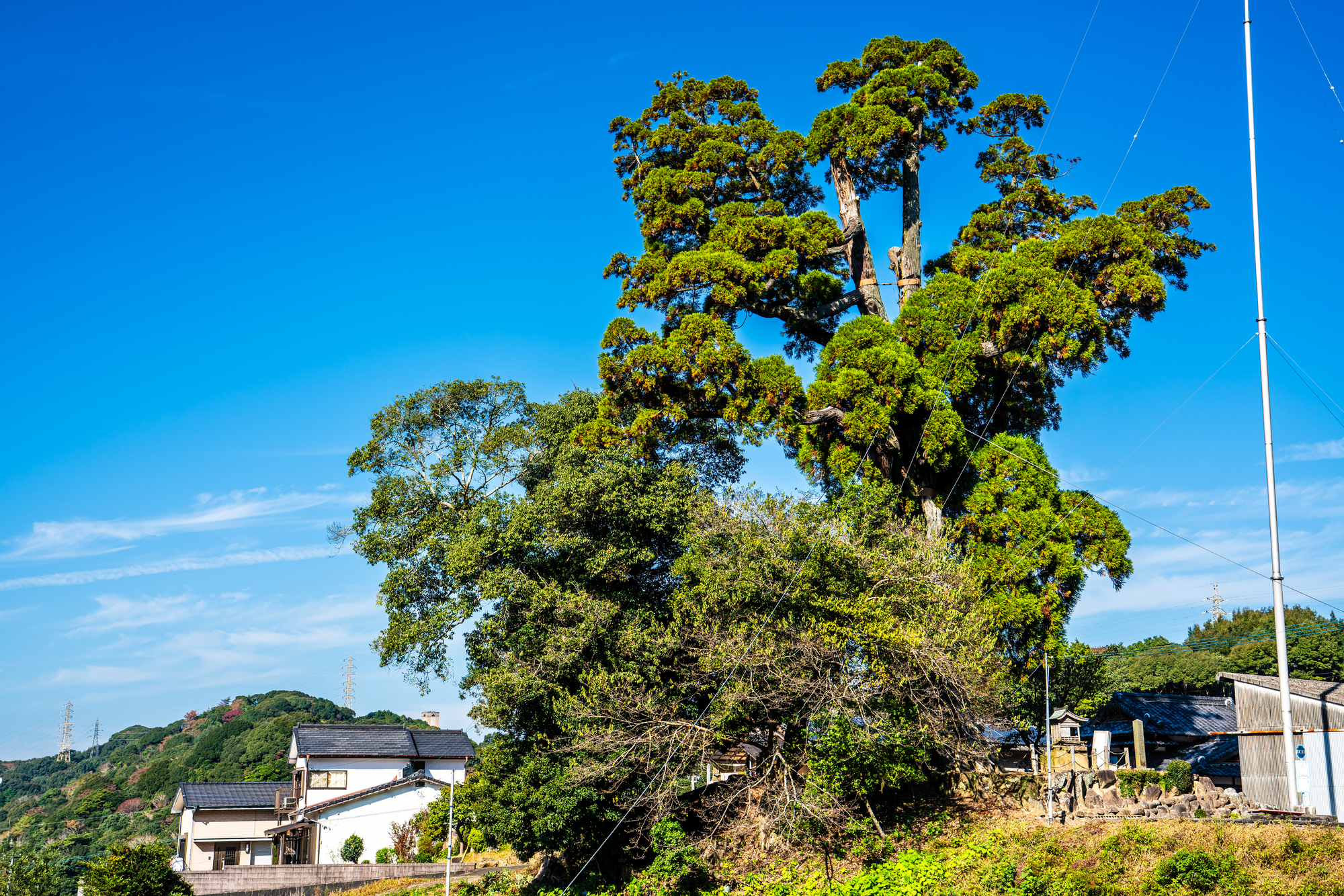 杉の木の成長速度と大きさ
