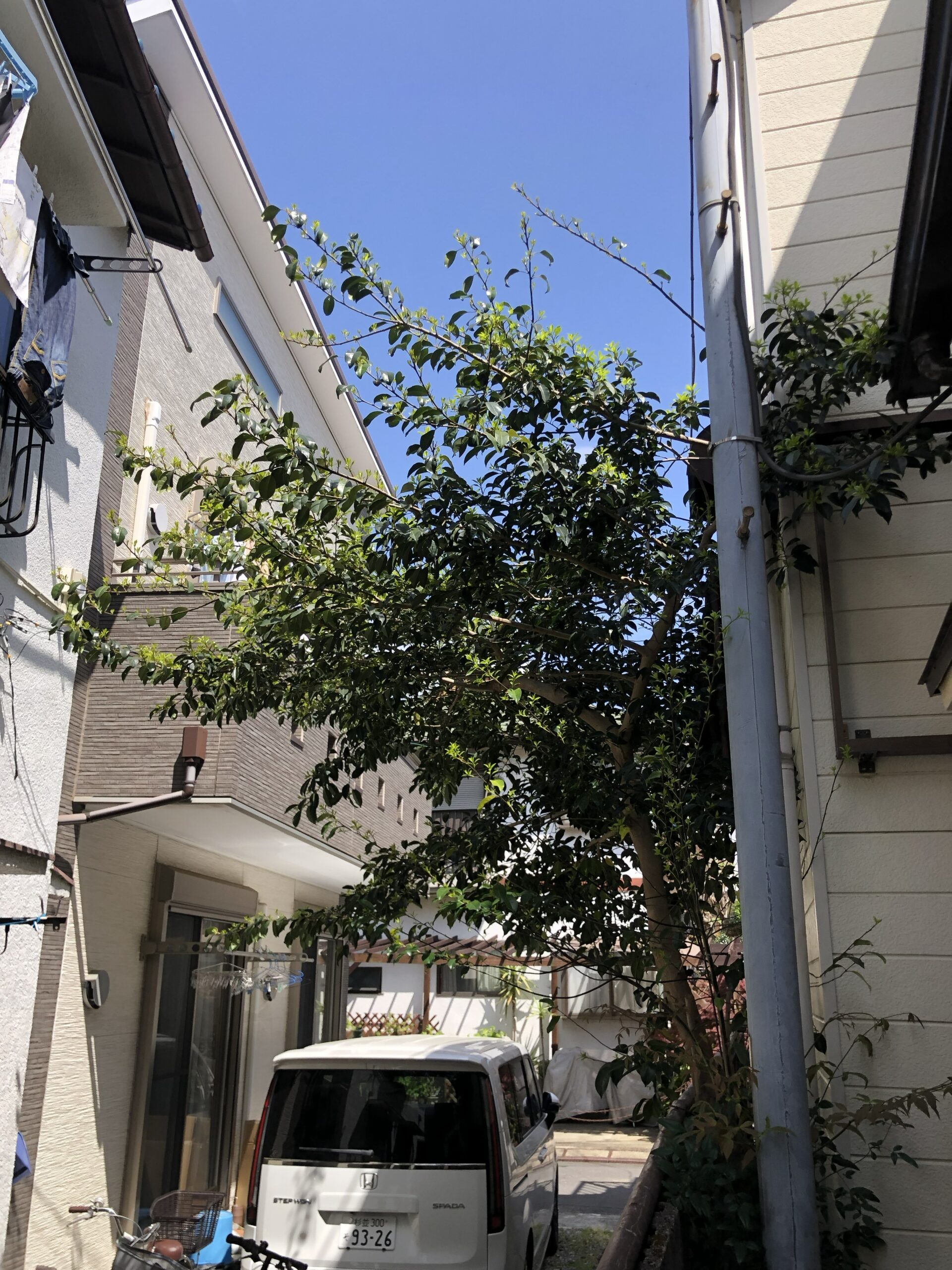 安行領根岸の庭木伐採前の様子 建物の間で大きく成長した庭木