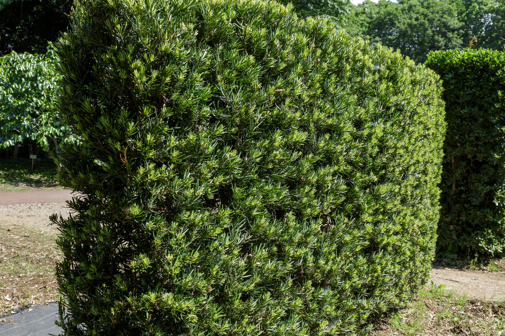 庭木や生け垣として植えられる理由