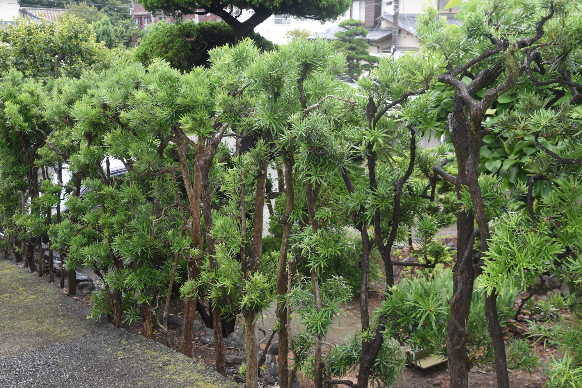 まきの木の特徴と見た目
