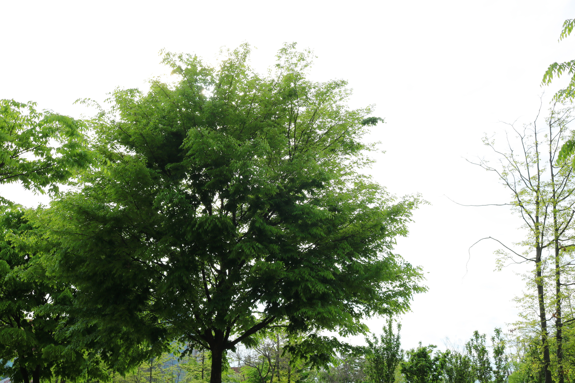 ケヤキ(欅)の特徴と見た目