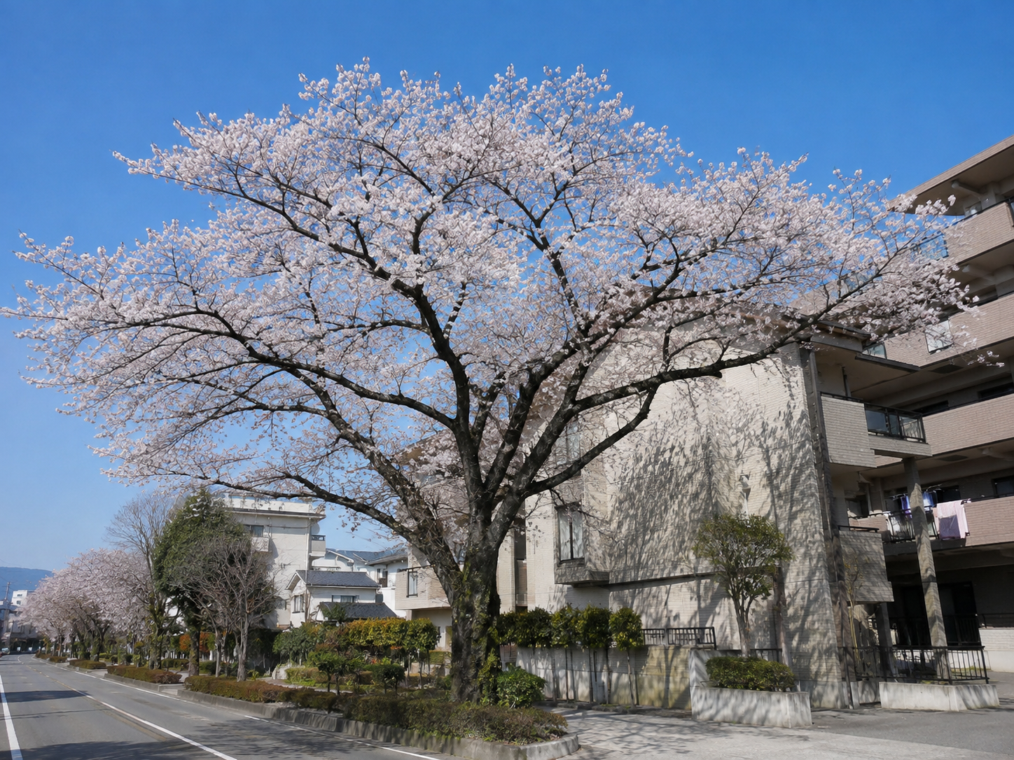 ソメイヨシノの成長後の高さと枝の広がり