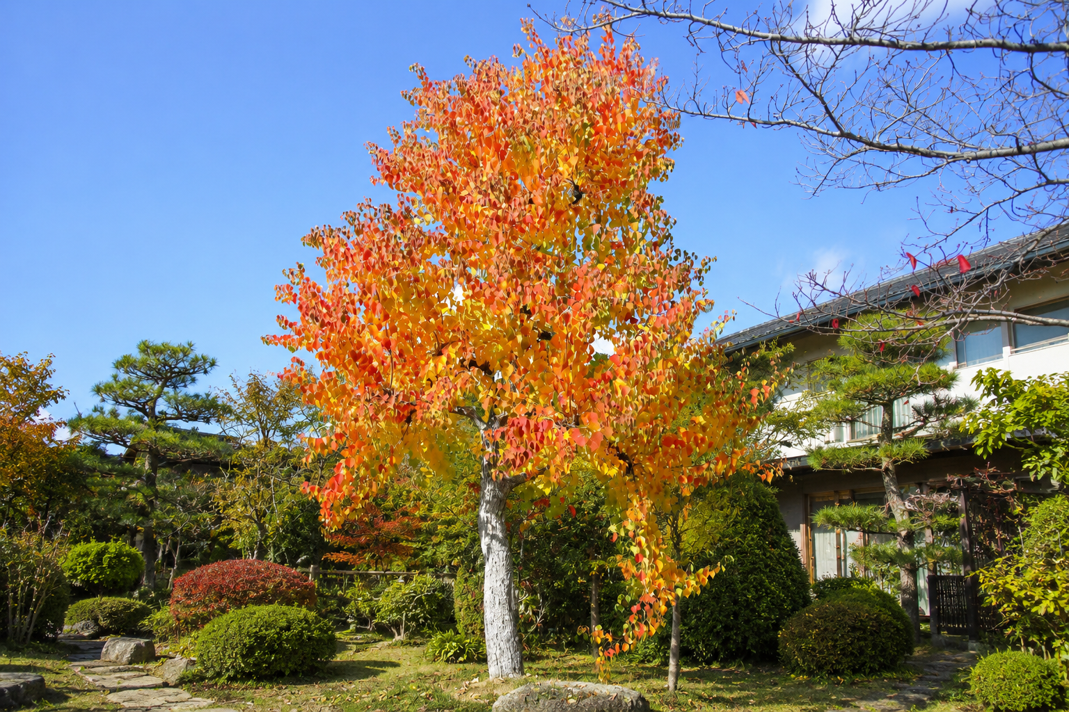 庭木として植えられる理由
