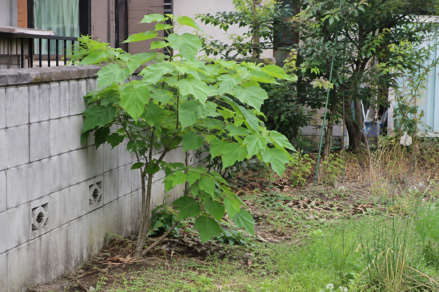 庭の隅に生えた若い桐の木