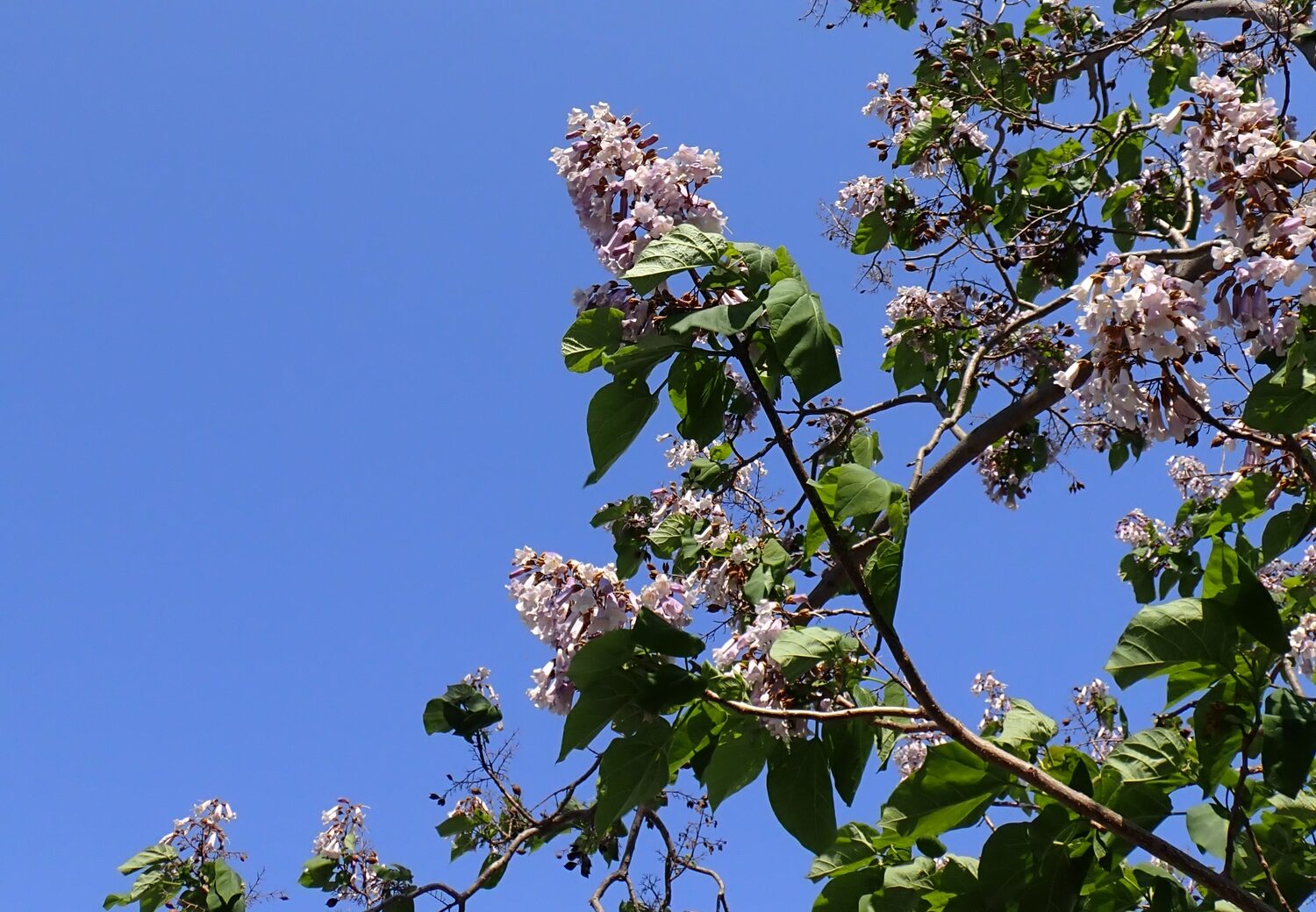 桐の木の大きな葉と淡い紫色の花