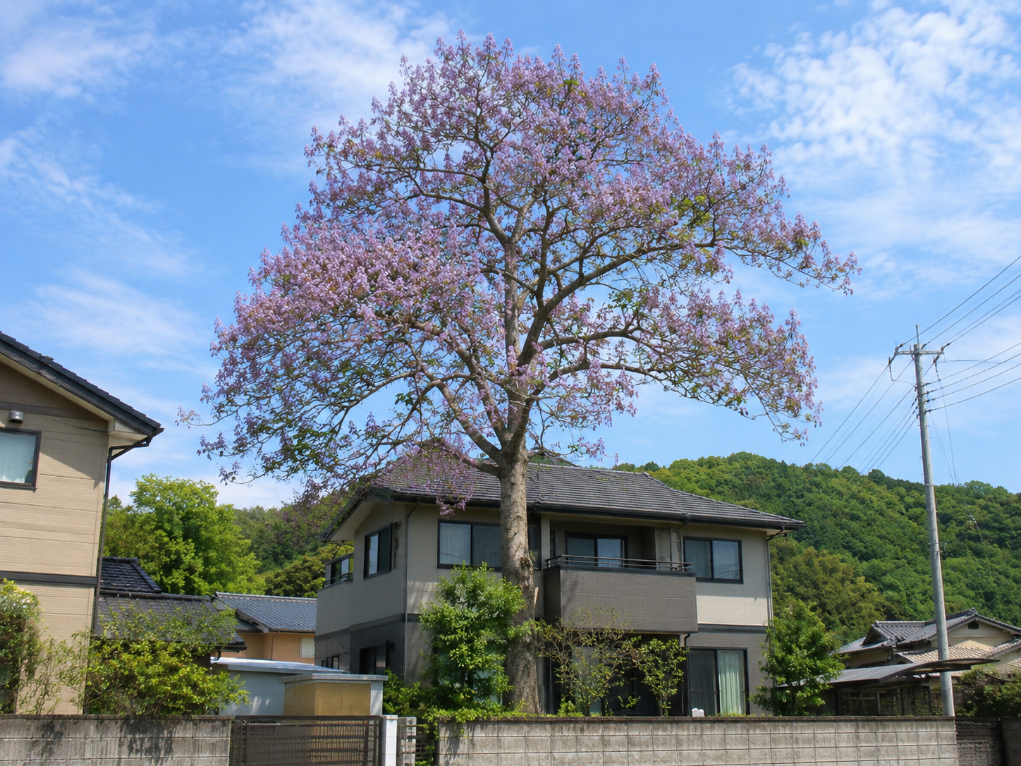 住宅より高く成長した桐の木