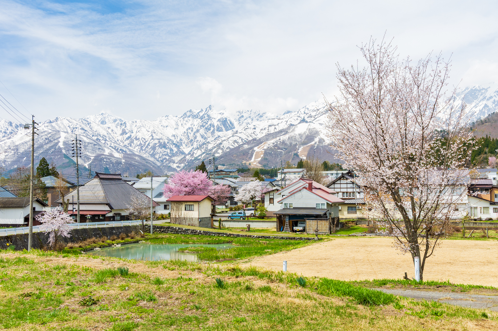 桜の木が庭木として人気がある理由