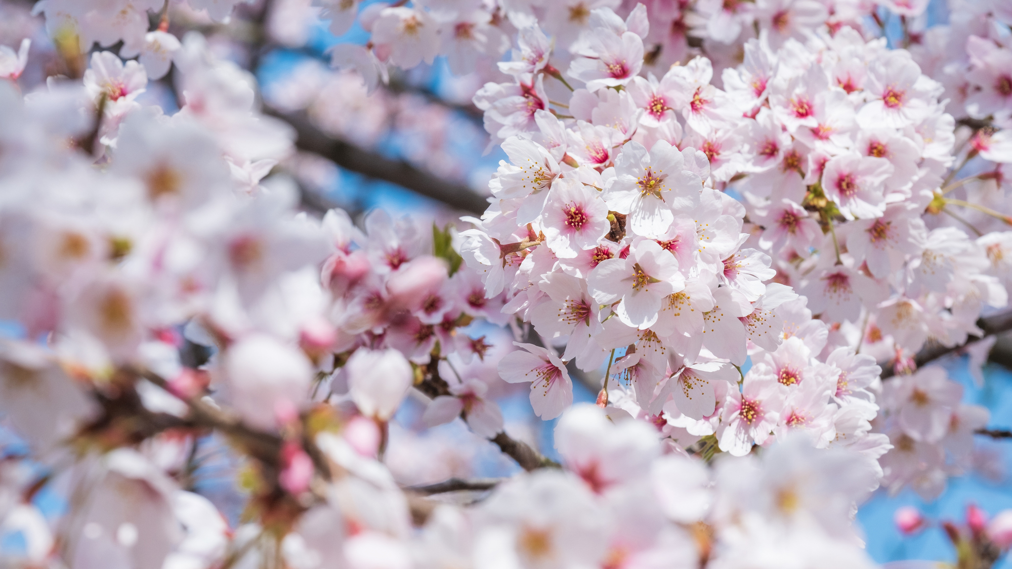 桜の木の特徴と見た目