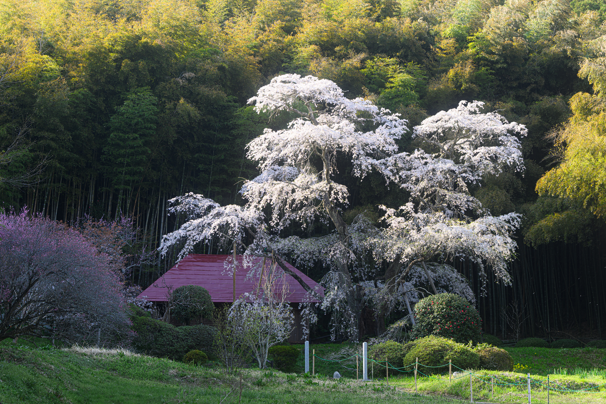 桜の木の成長速度と大きさ