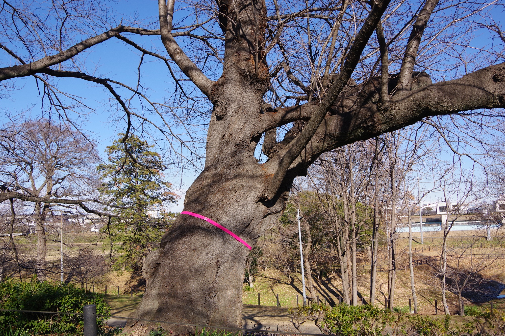 桜の木の寿命