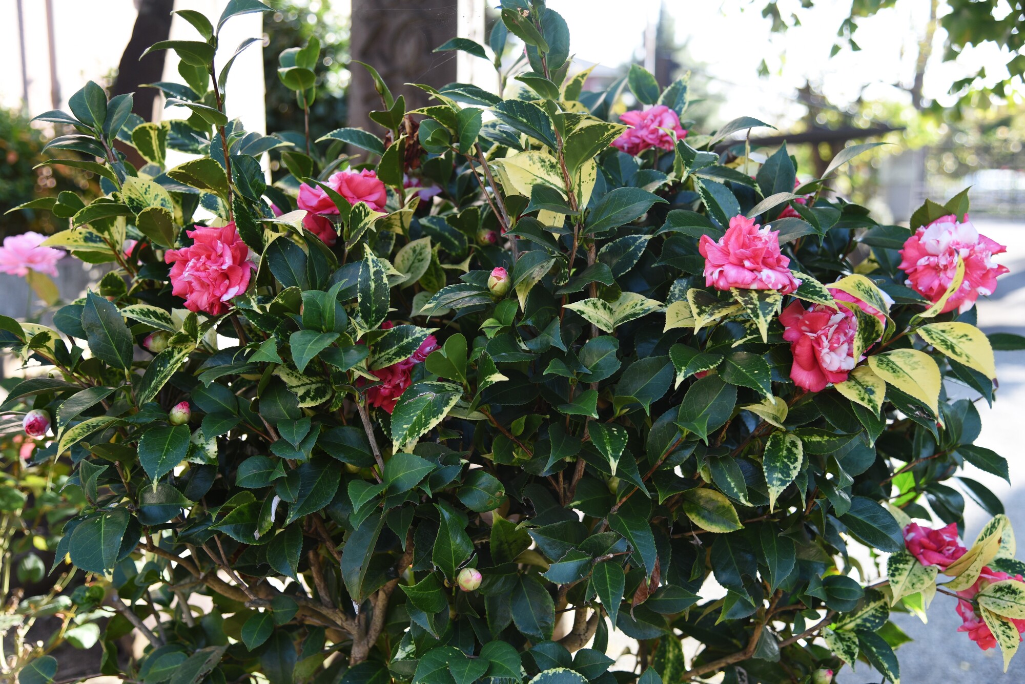 庭木として植えられている椿の木