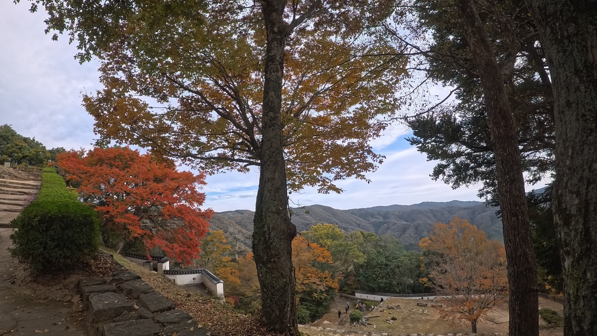 紅葉（モミジ）の種類