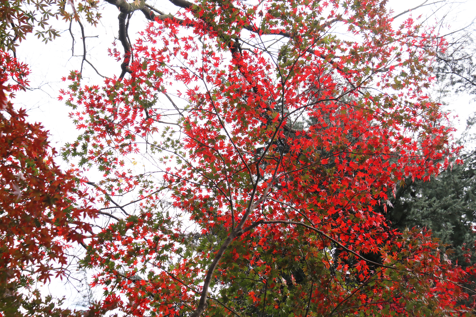 紅葉（モミジ）の特徴と見た目