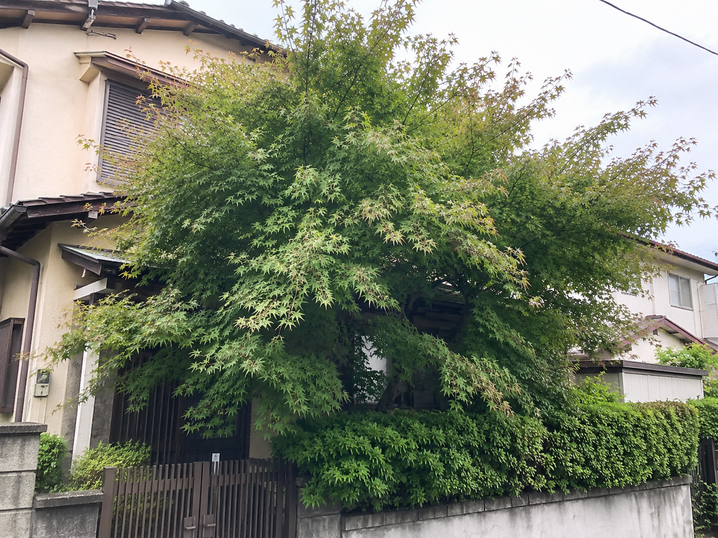 成長速度と大きさ