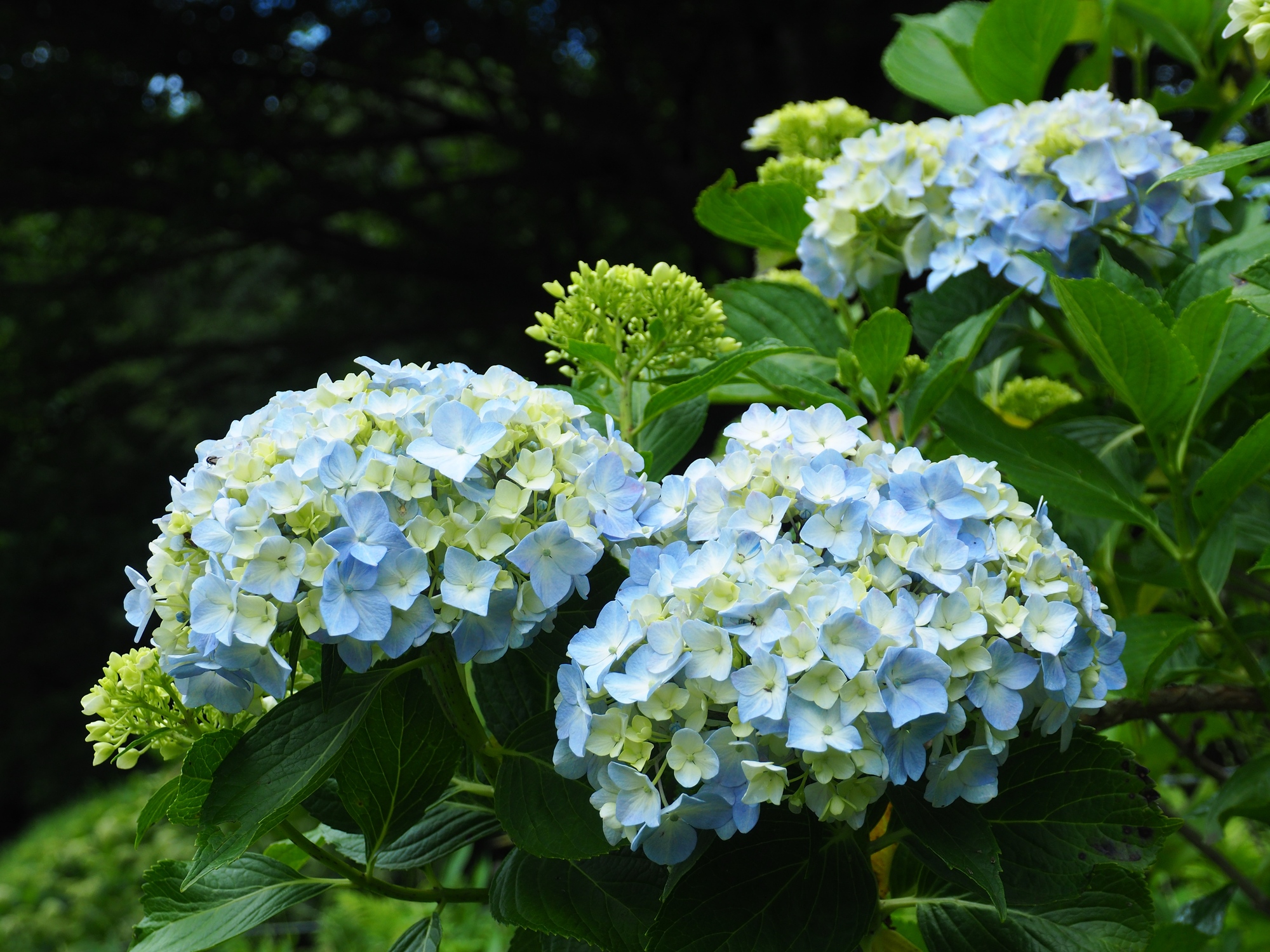 紫陽花の特徴と見た目