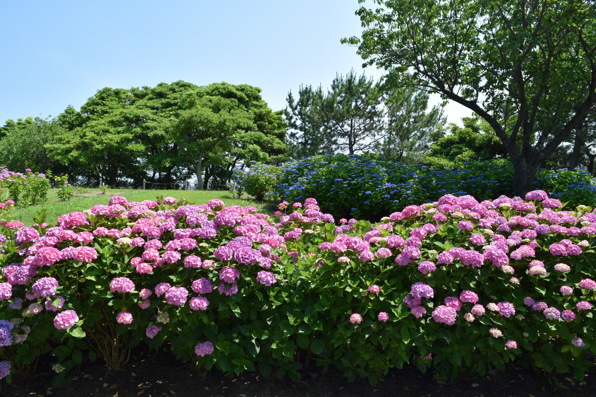 紫陽花の種類と花色の違い