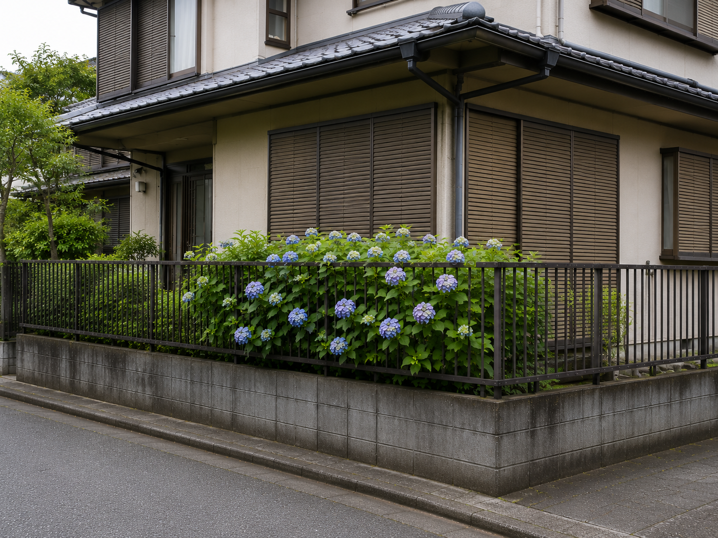 紫陽花の成長速度と大きさ