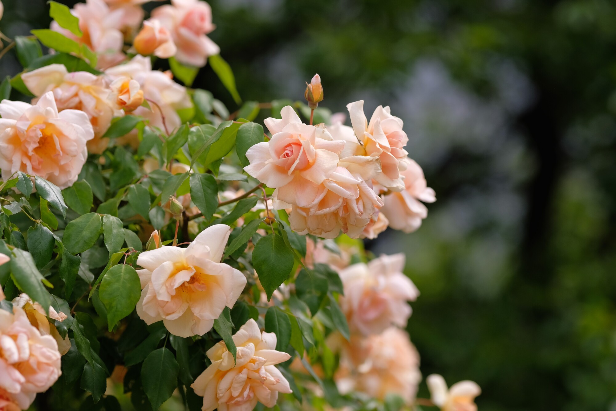 薔薇(バラ)が庭木として人気の理由