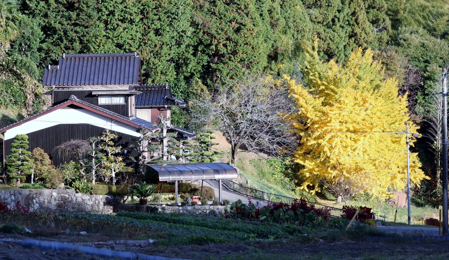 銀杏(イチョウ)の木が庭木として植えられた理由
